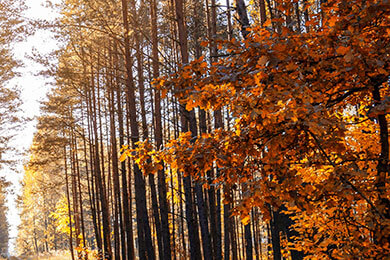 开云体育平台APP-EDG碾压PSG，Chovy一己之力扛起全队，新赛季电竞传奇的耀眼开启