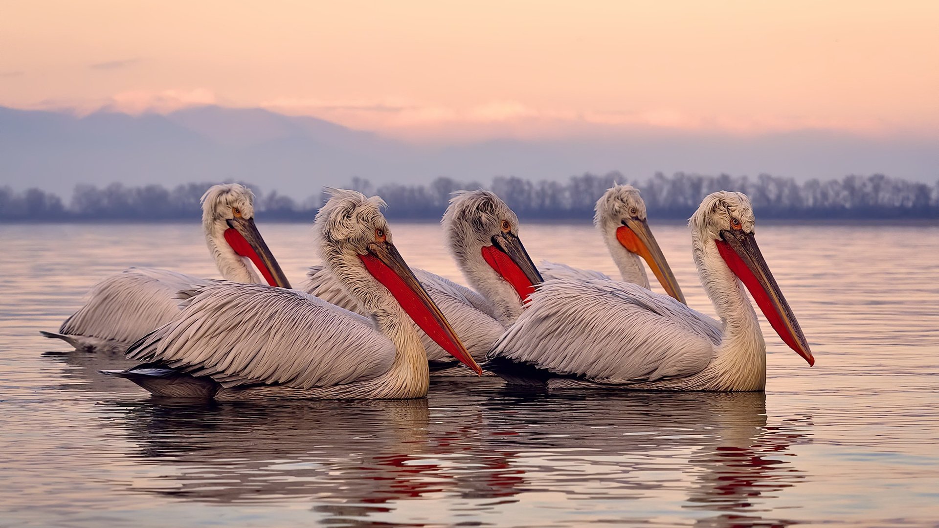 从失点到救赎,厄德高在美加墨世界杯之夜完成涅槃重生