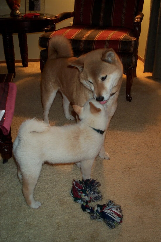 亚洲风暴再起!韩国一波流击溃牙买加,富安健洋的阴影早早笼罩赛场